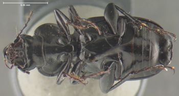 Media type: image;   Entomology 32963 Aspect: habitus ventral view